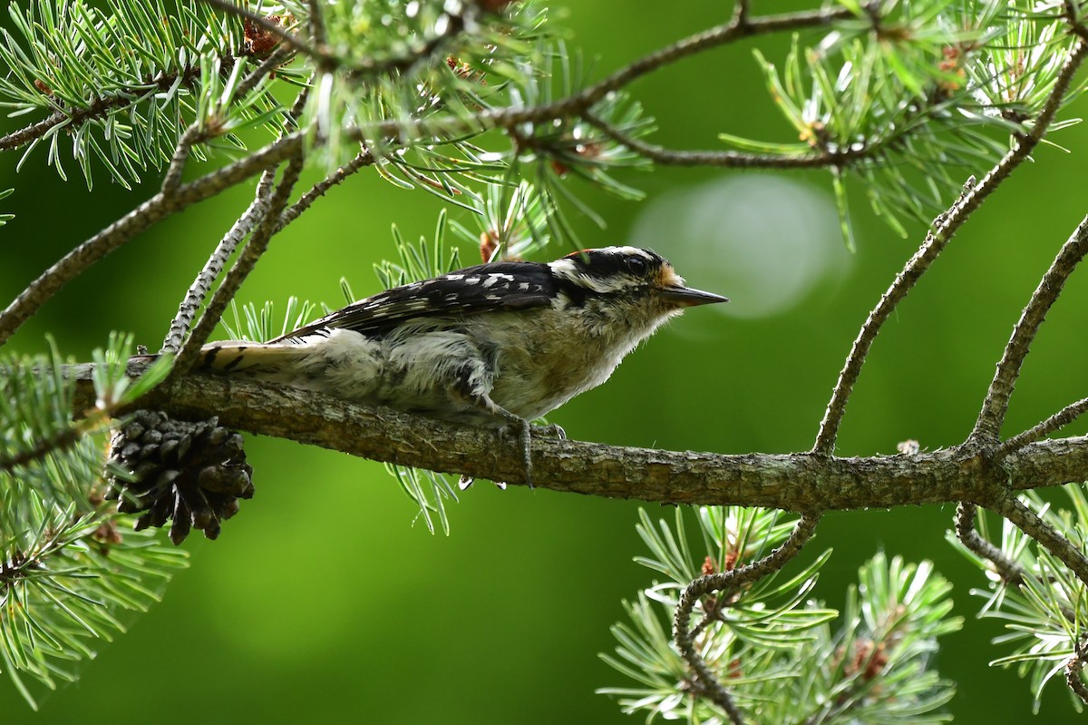 Downy Woodpecker - ML620476772