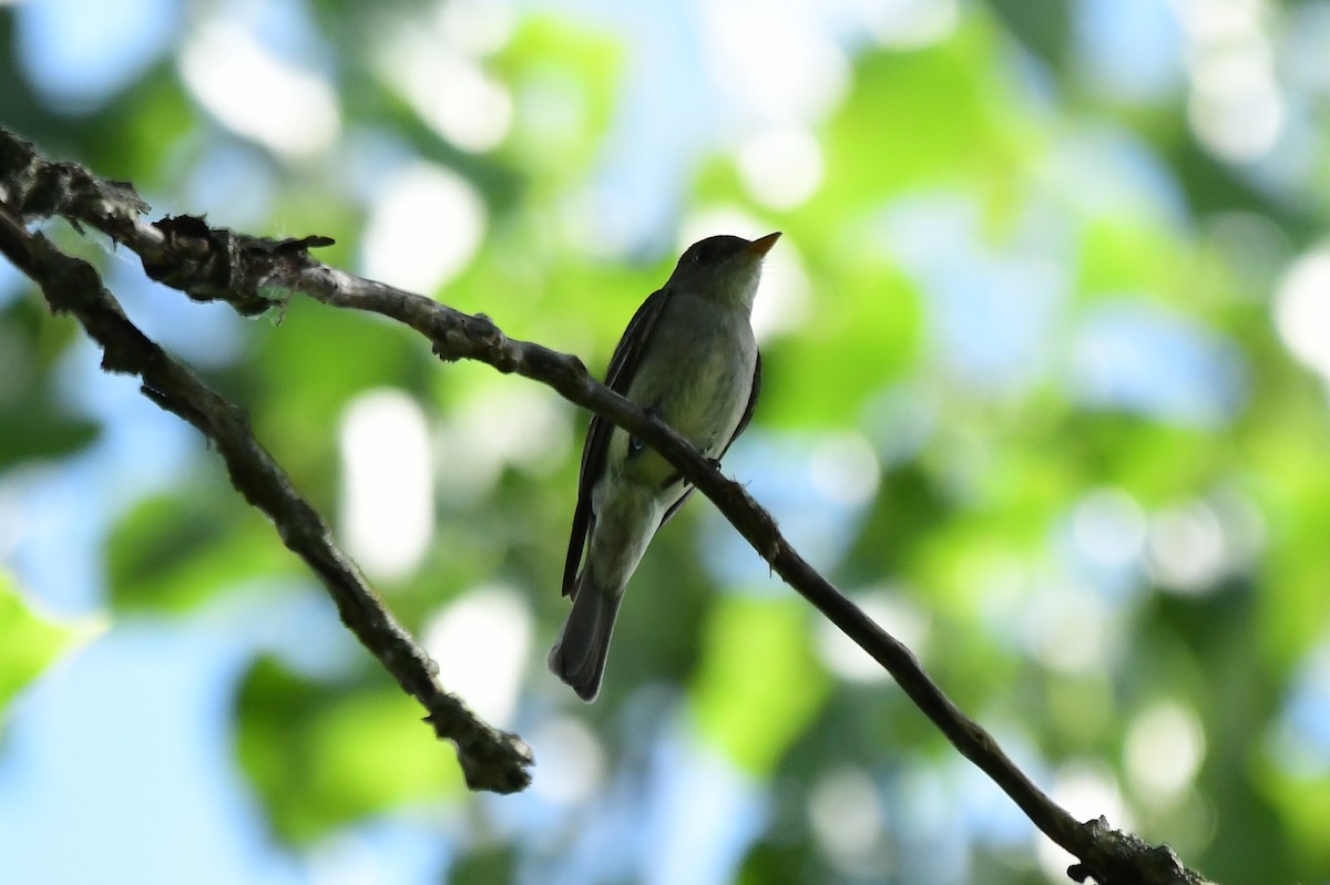 Eastern Wood-Pewee - ML620476775