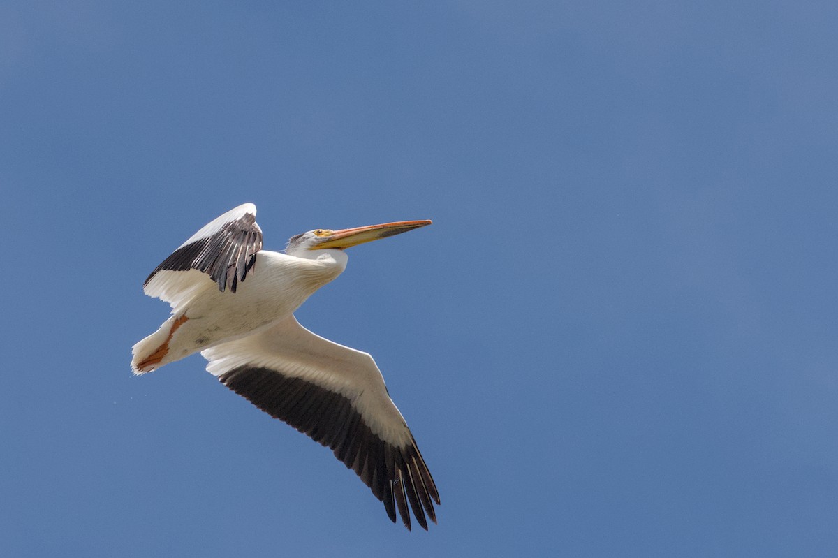 American White Pelican - ML620476776