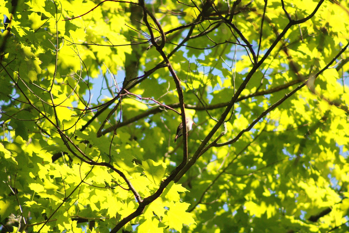 Eastern Wood-Pewee - ML620476777