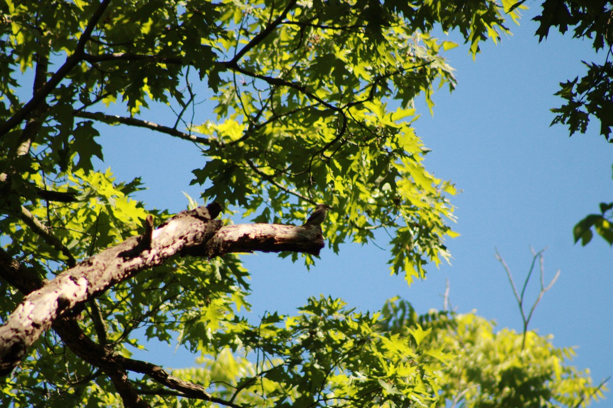 Eastern Wood-Pewee - ML620476778