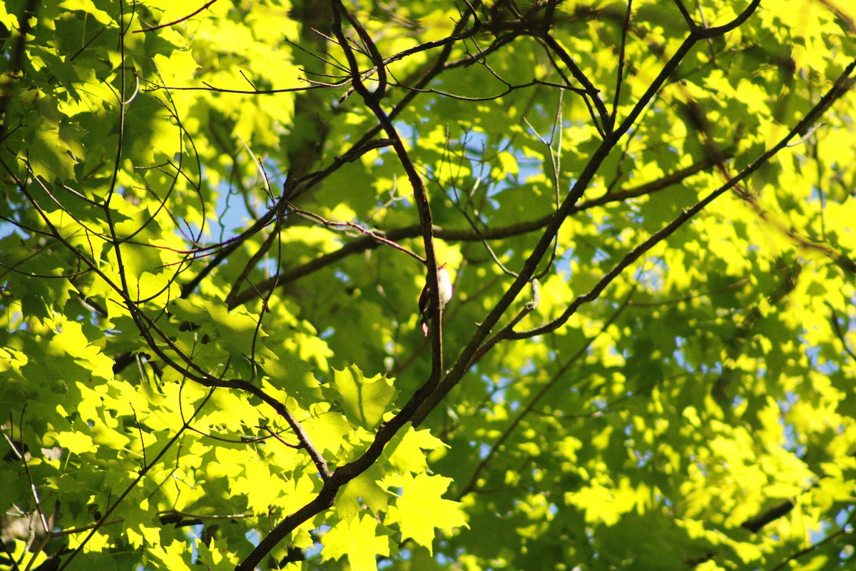 Eastern Wood-Pewee - ML620476779