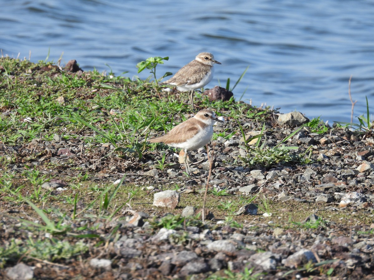 Kentish Plover - ML620476780