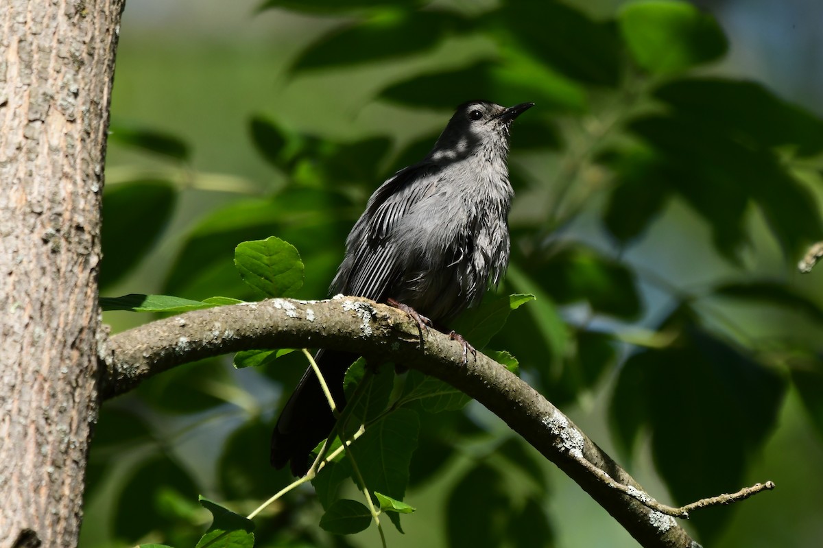 Pájaro Gato Gris - ML620476781