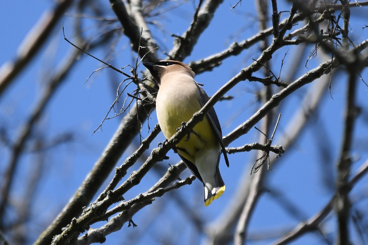 Cedar Waxwing - ML620476784