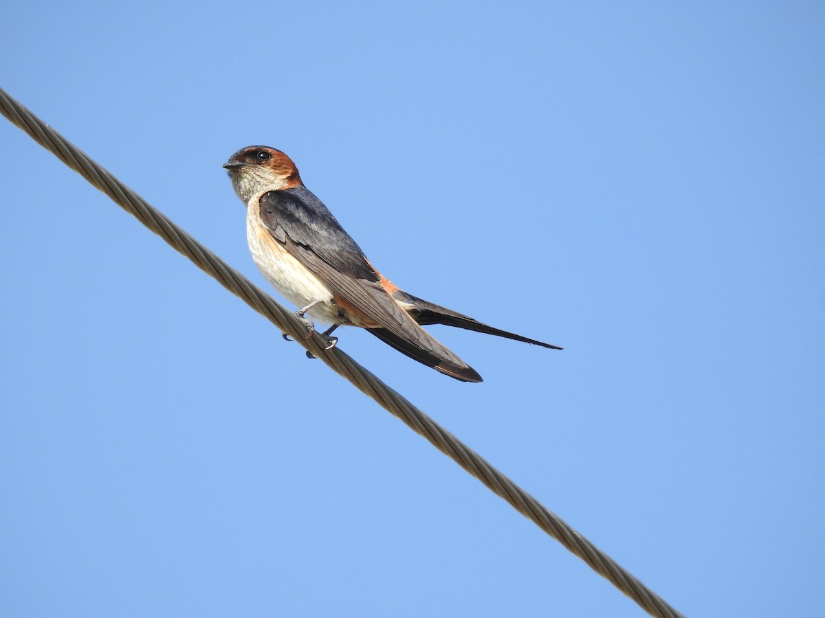 Red-rumped Swallow - ML620476785