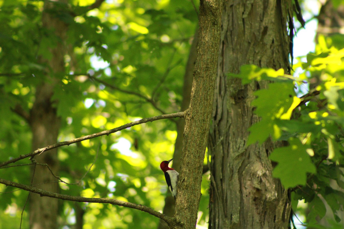 Red-headed Woodpecker - ML620476786