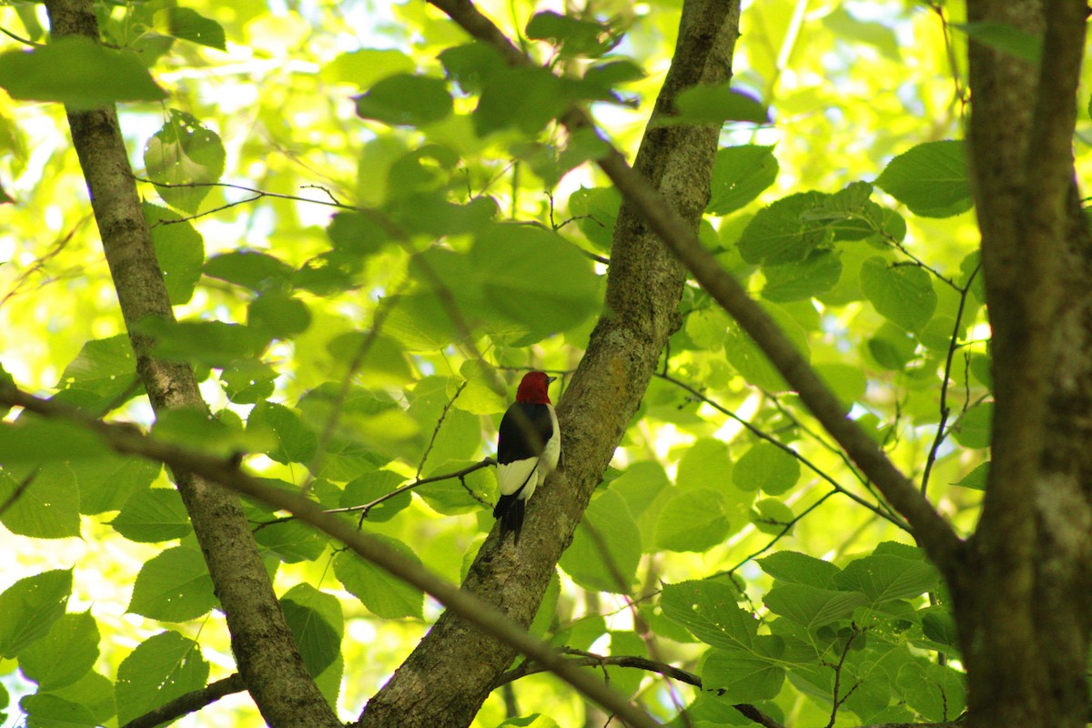 Red-headed Woodpecker - ML620476787