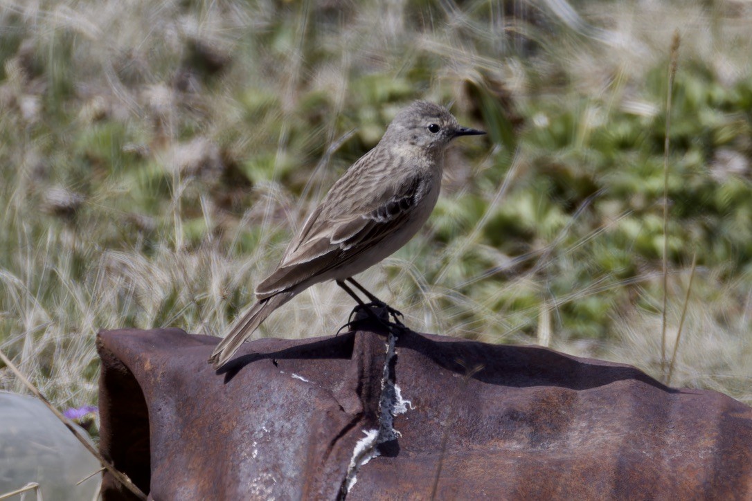 Water Pipit - ML620476788