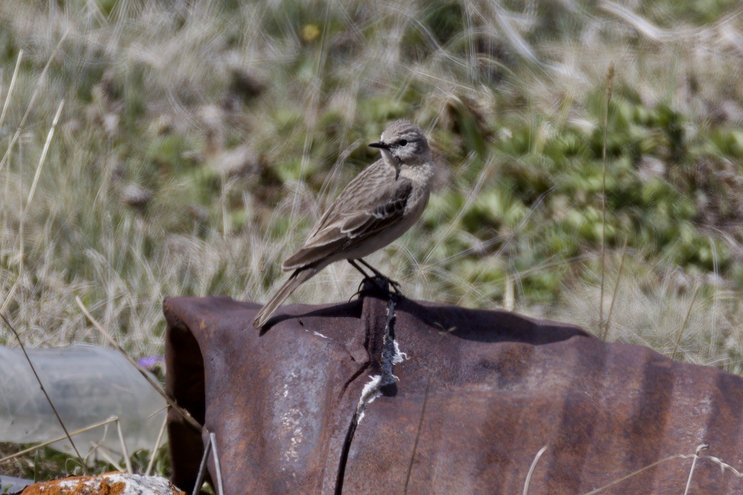 Water Pipit - Ted Burkett