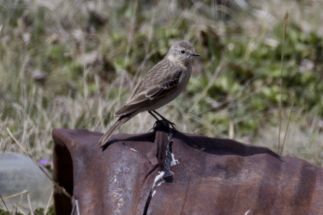 Water Pipit - ML620476790