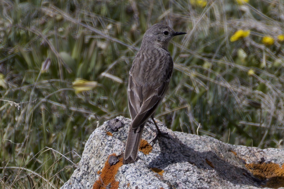 Water Pipit - ML620476791