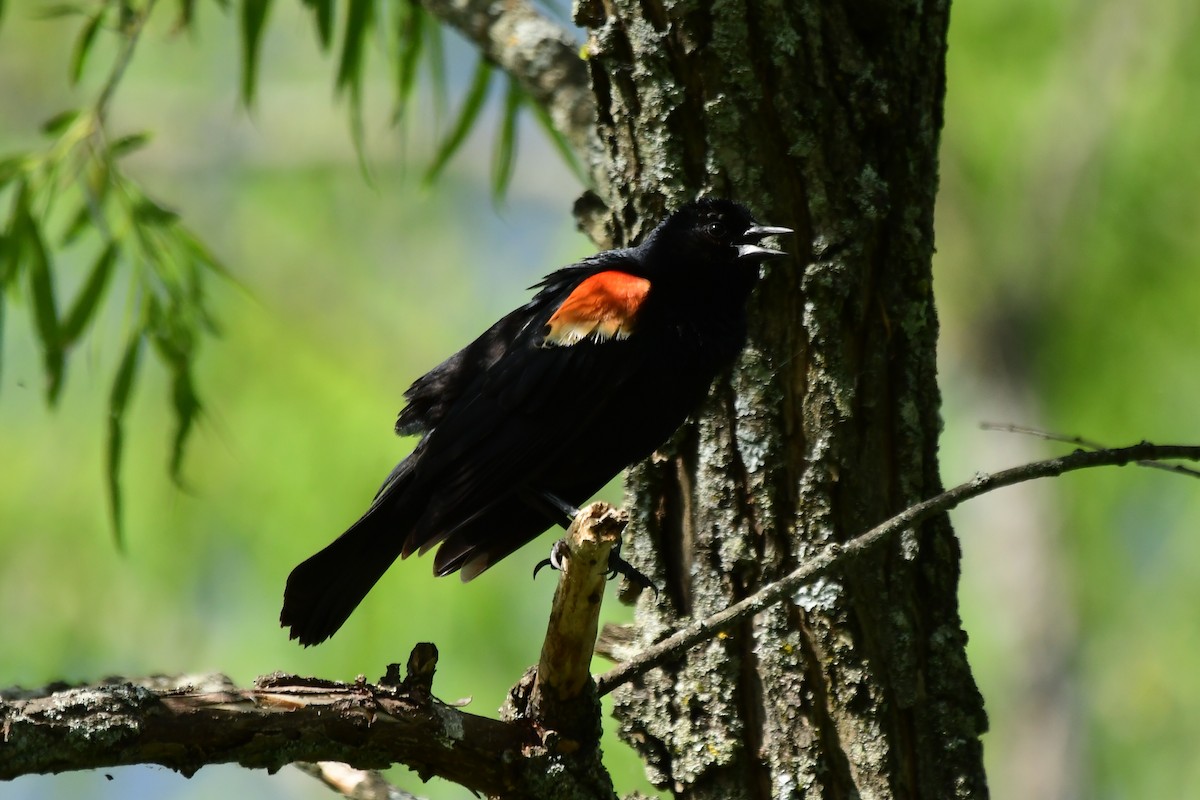 Red-winged Blackbird - ML620476792