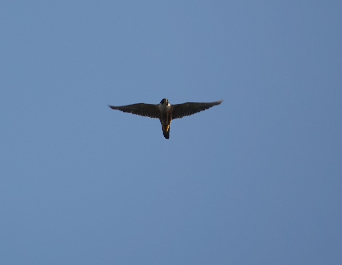 Peregrine Falcon (Shaheen) - Sagarika gupta