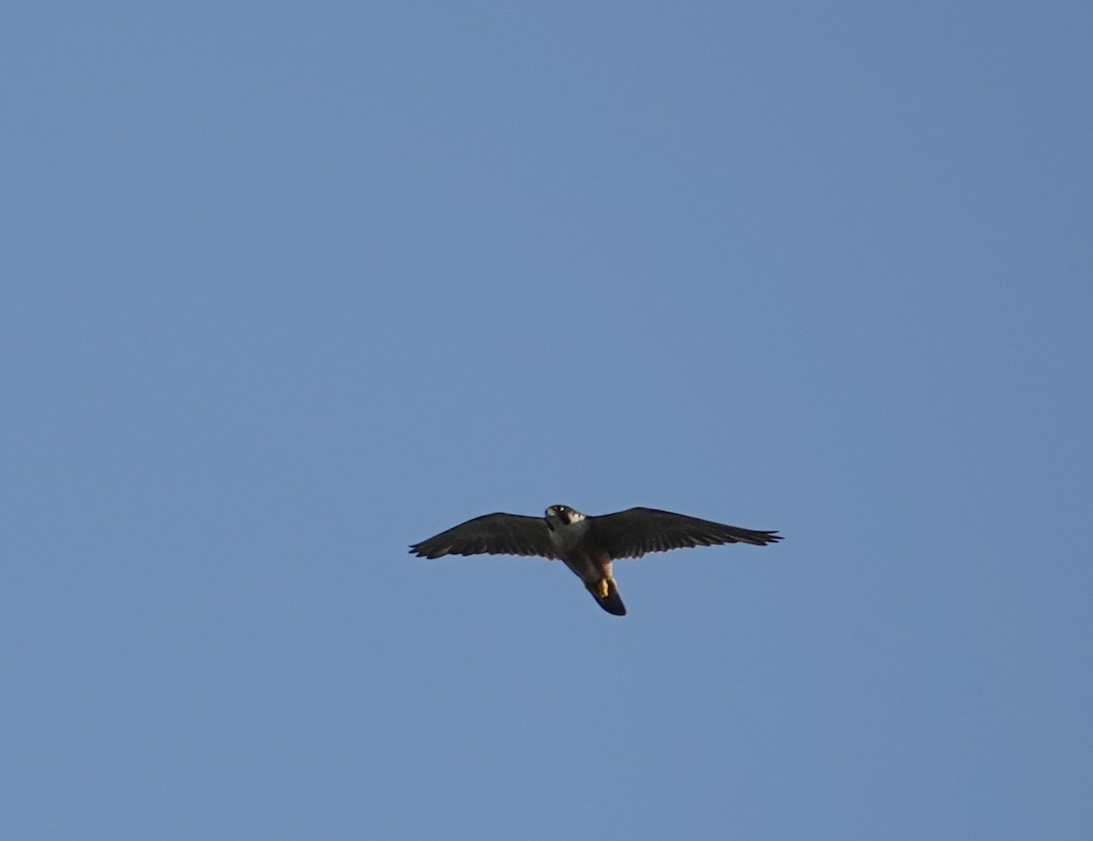 Peregrine Falcon (Shaheen) - ML620476797