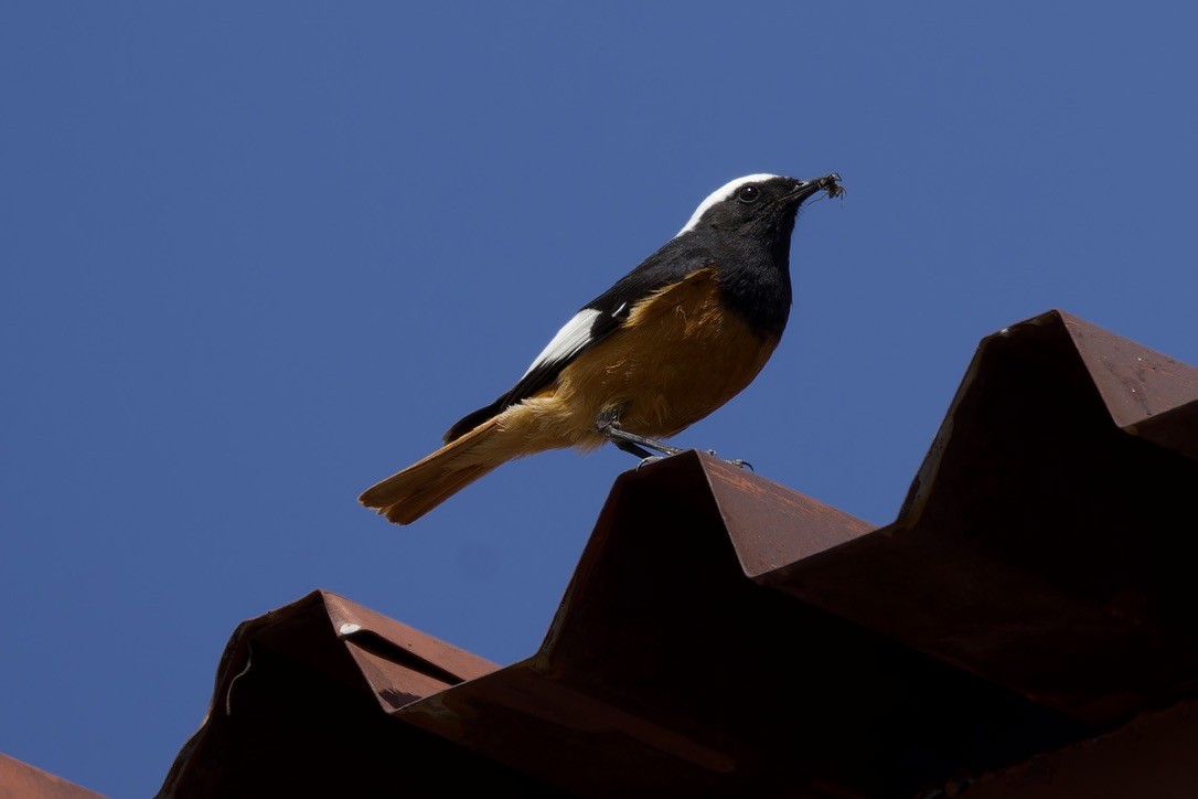 White-winged Redstart - ML620476798