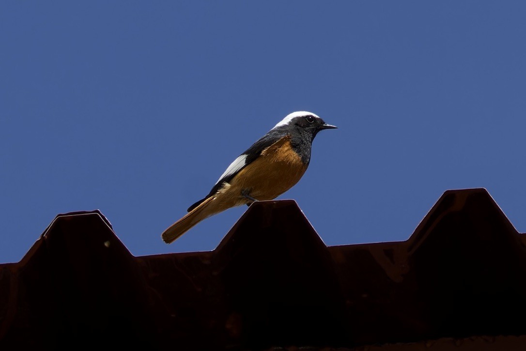 White-winged Redstart - ML620476799