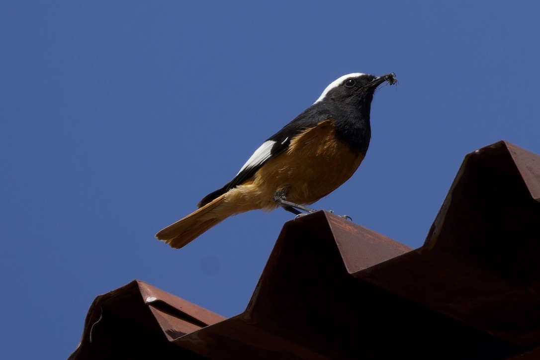 White-winged Redstart - Ted Burkett