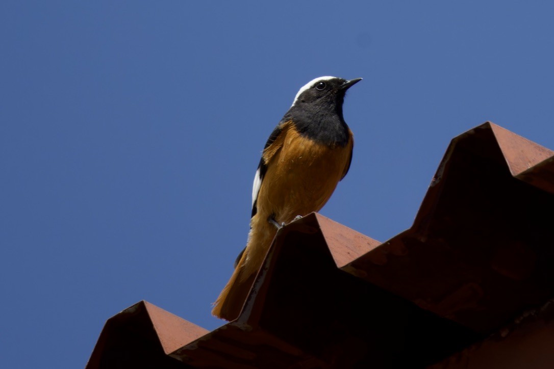 White-winged Redstart - ML620476801