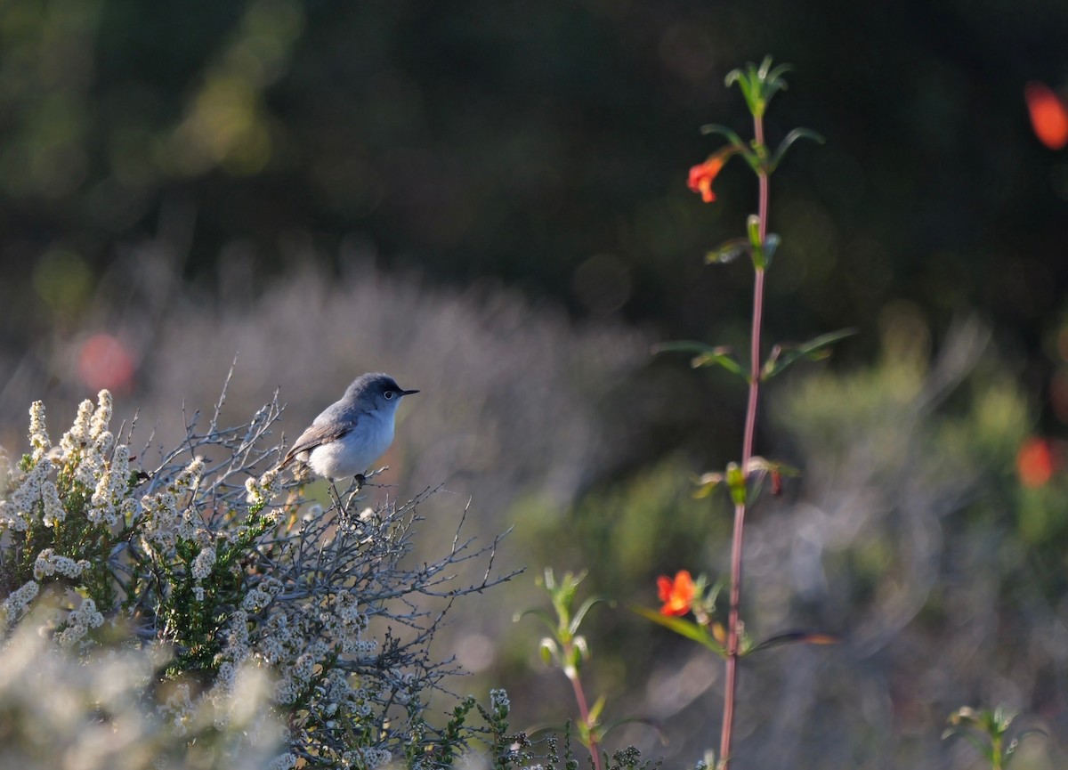 Blue-gray Gnatcatcher - ML620476803