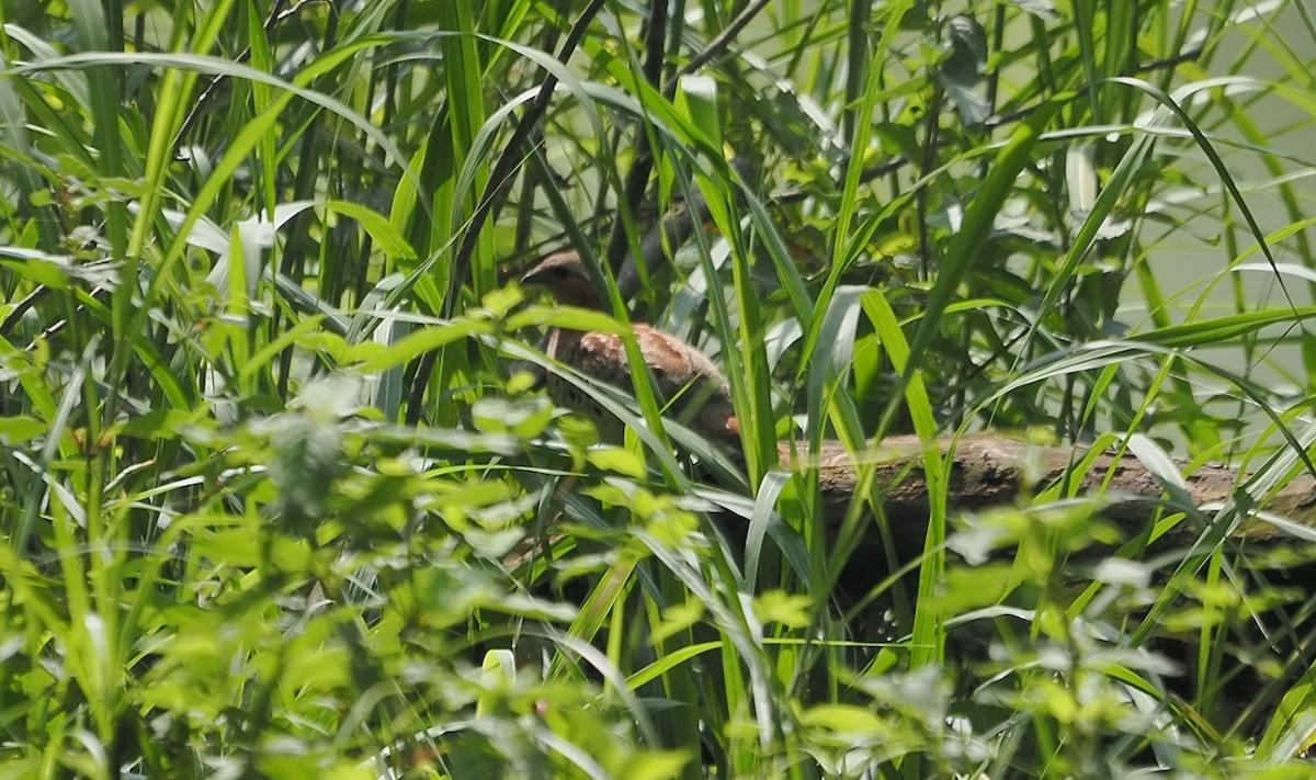 Chinese Bamboo-Partridge - ML620476811