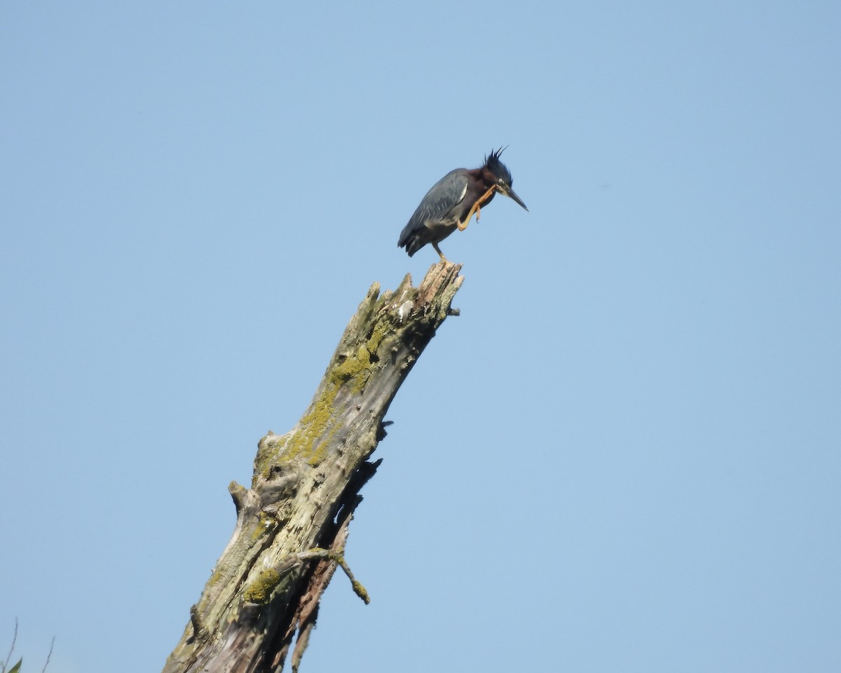 Green Heron - ML620476814