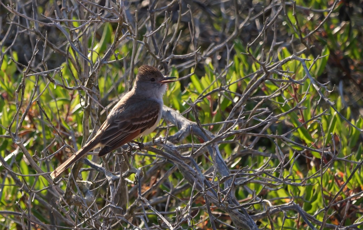 Ash-throated Flycatcher - ML620476816