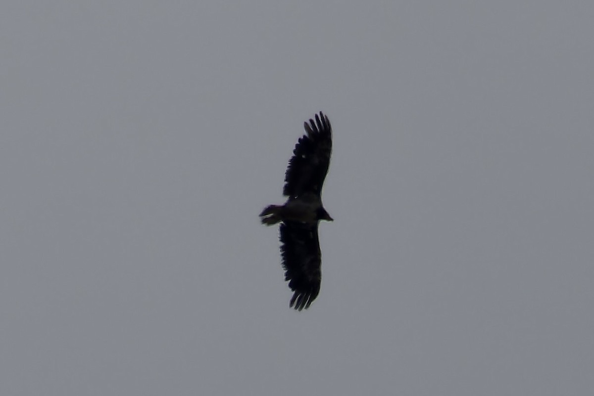 Bearded Vulture - ML620476817