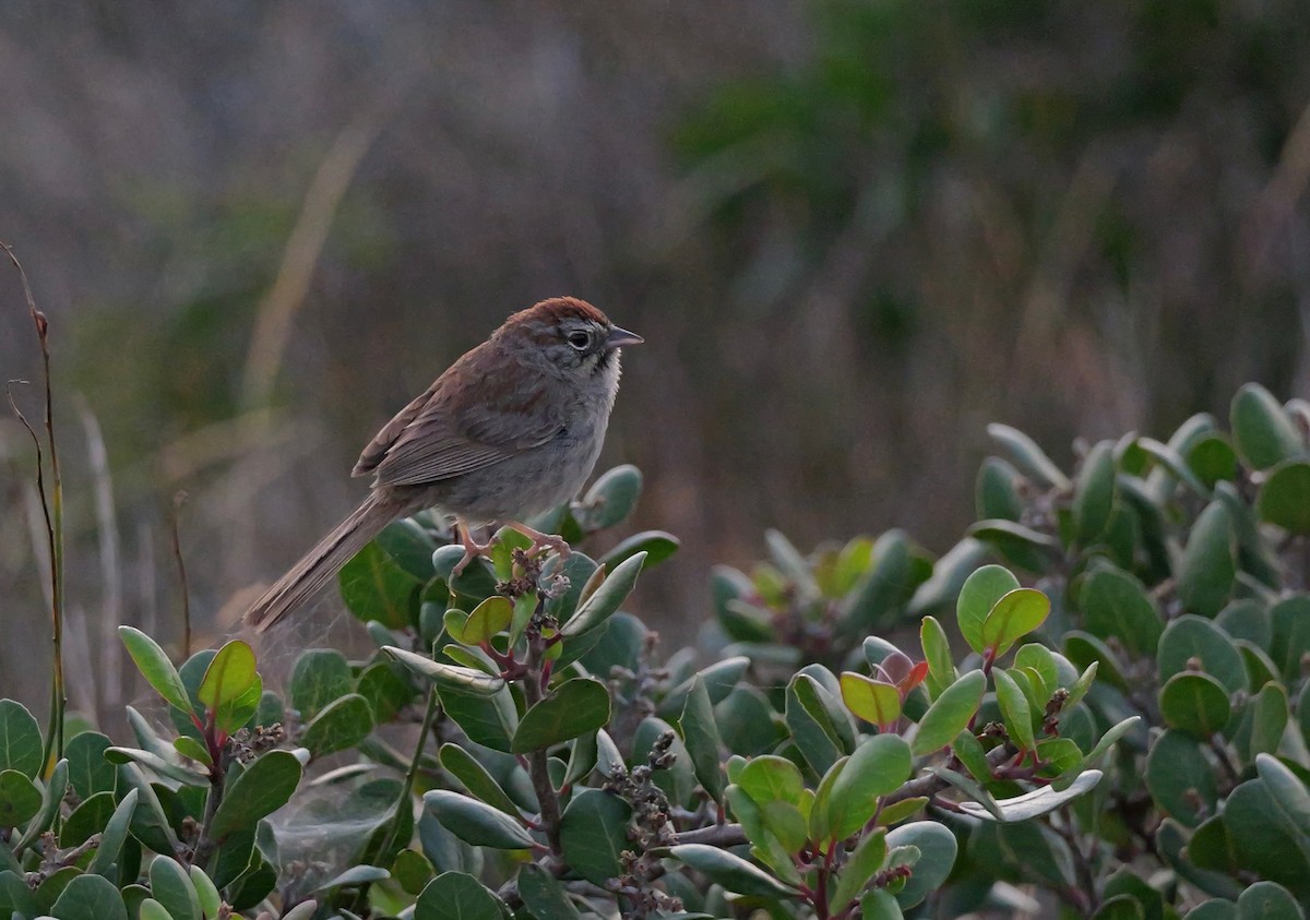 Rufous-crowned Sparrow - ML620476821