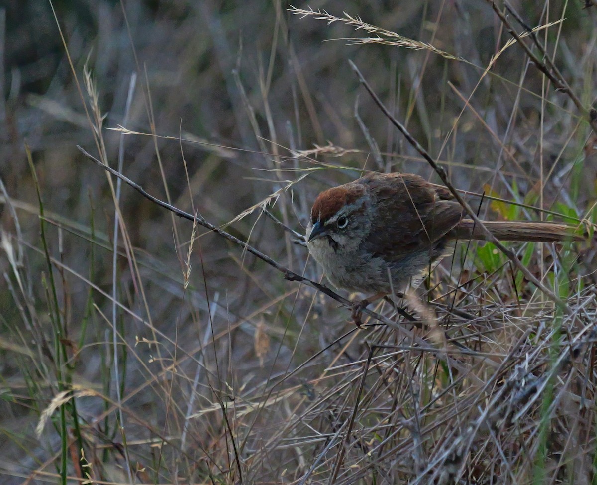 Rufous-crowned Sparrow - ML620476822