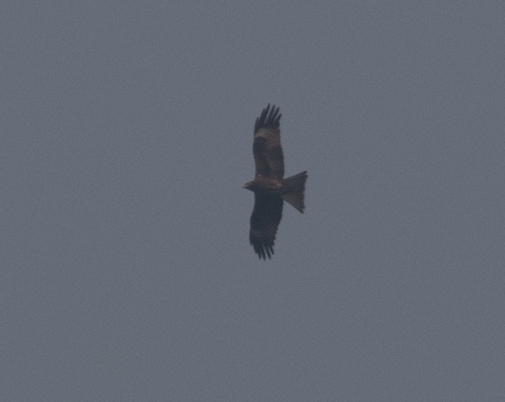 Black Kite - ML620476823