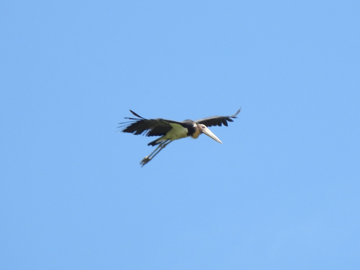 Lesser Adjutant - ML620476824