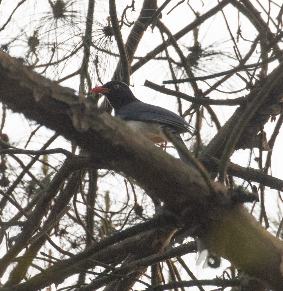 Red-billed Blue-Magpie - ML620476828