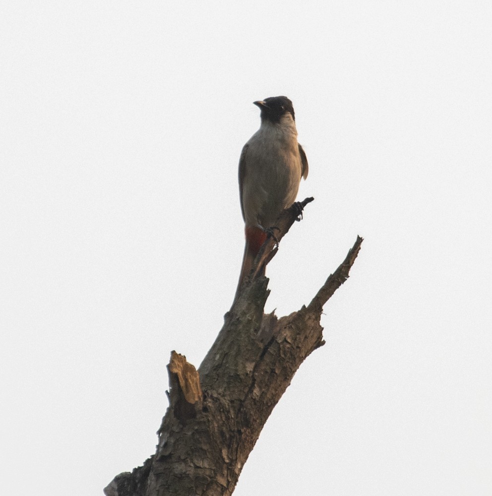 Sooty-headed Bulbul - ML620476829