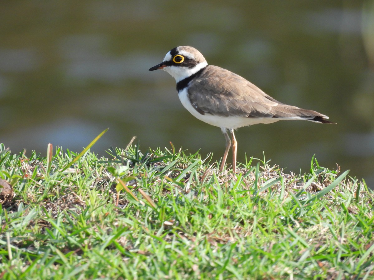 Little Ringed Plover - ML620476830