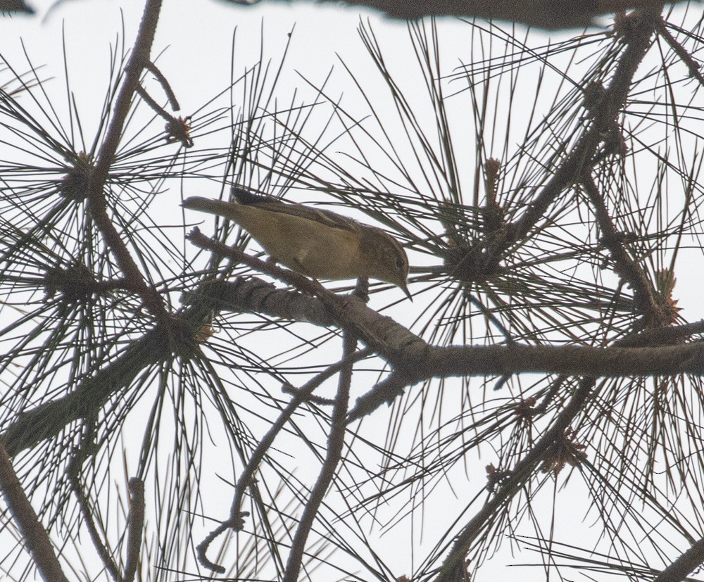 Yellow-browed Warbler - Lindy Fung