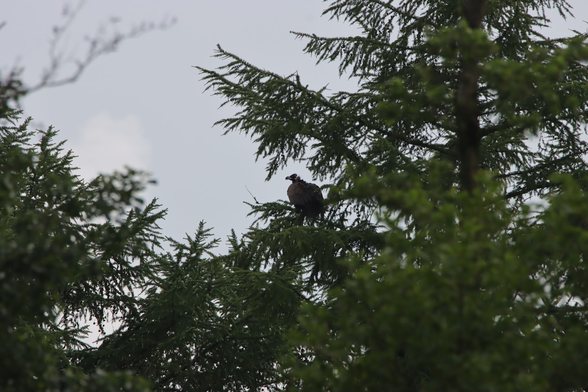 Cinereous Vulture - ML620476833