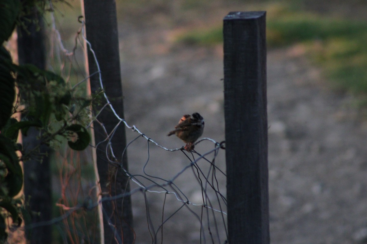 Rufous-collared Sparrow - ML620476834