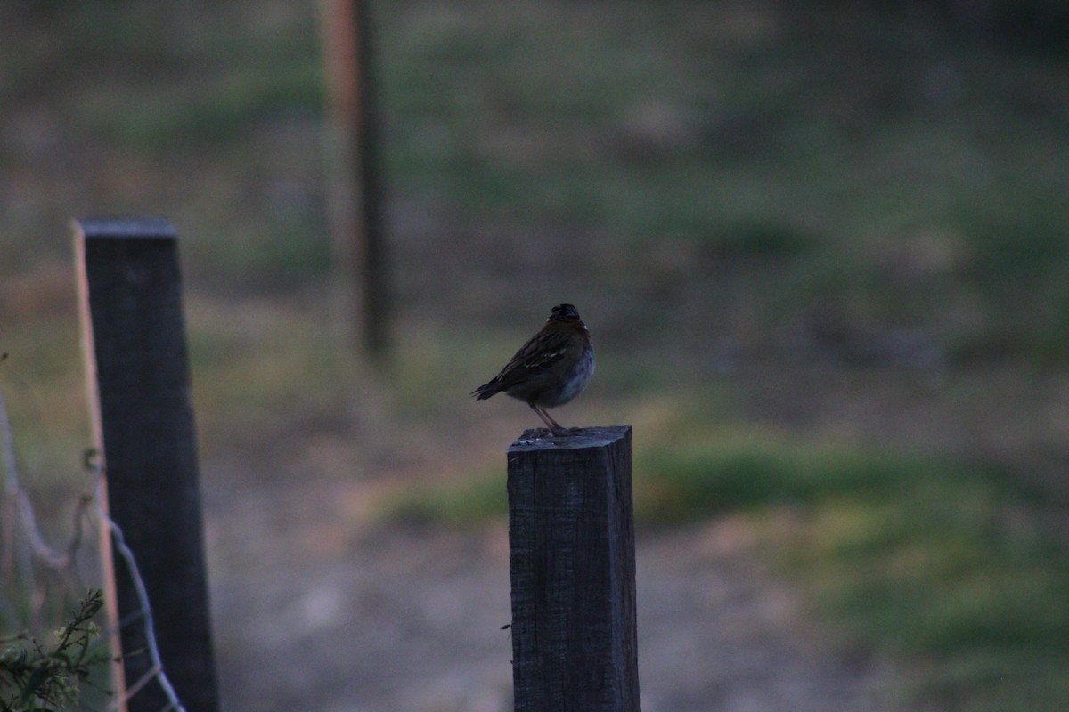 Rufous-collared Sparrow - ML620476836