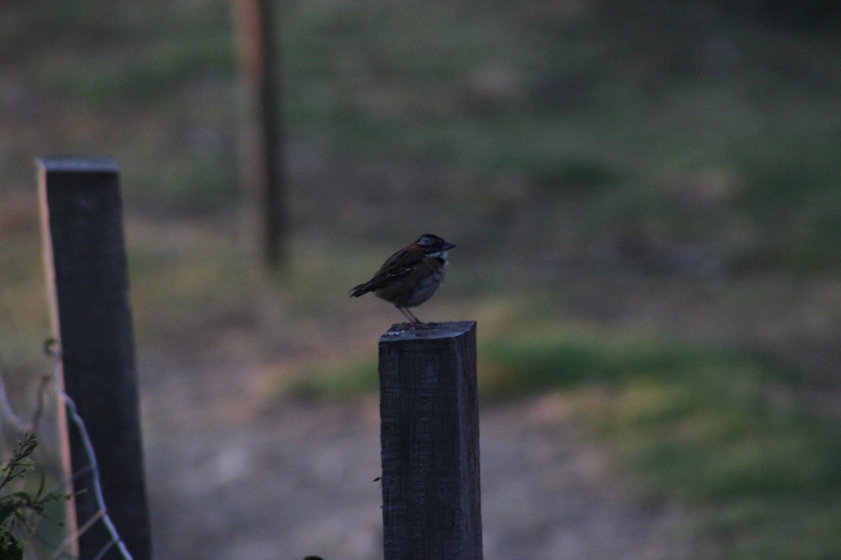 Rufous-collared Sparrow - ML620476837