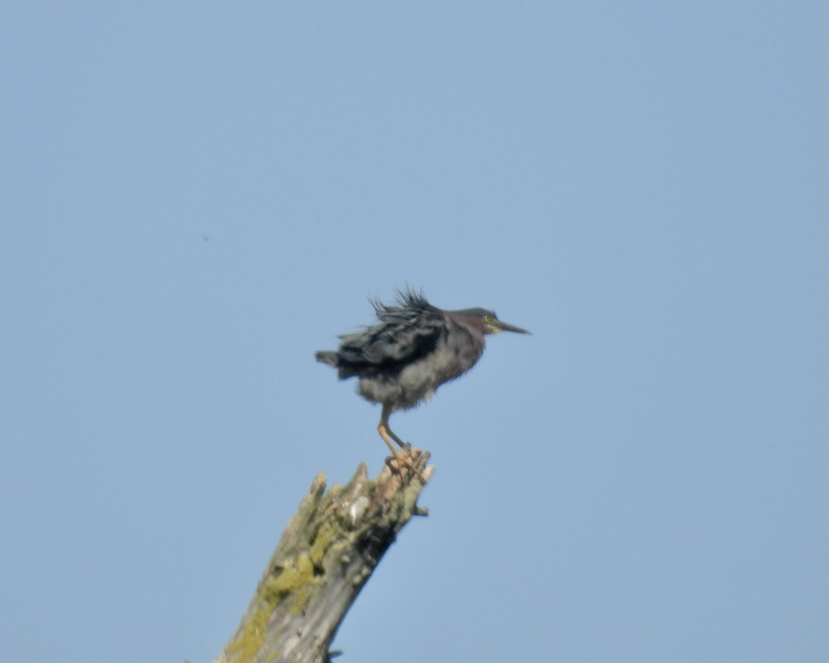 Green Heron - ML620476838