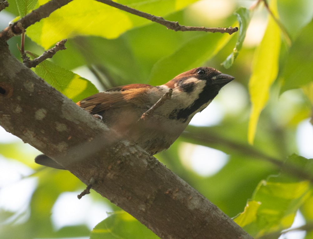 Eurasian Tree Sparrow - ML620476844