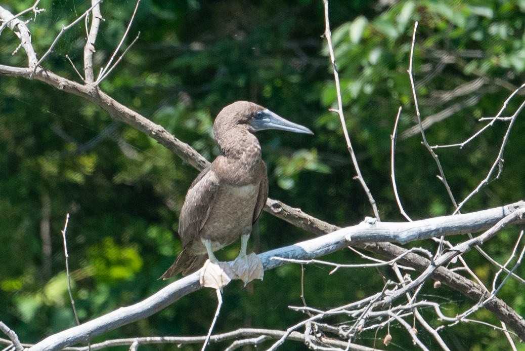 Brown Booby - ML620476847