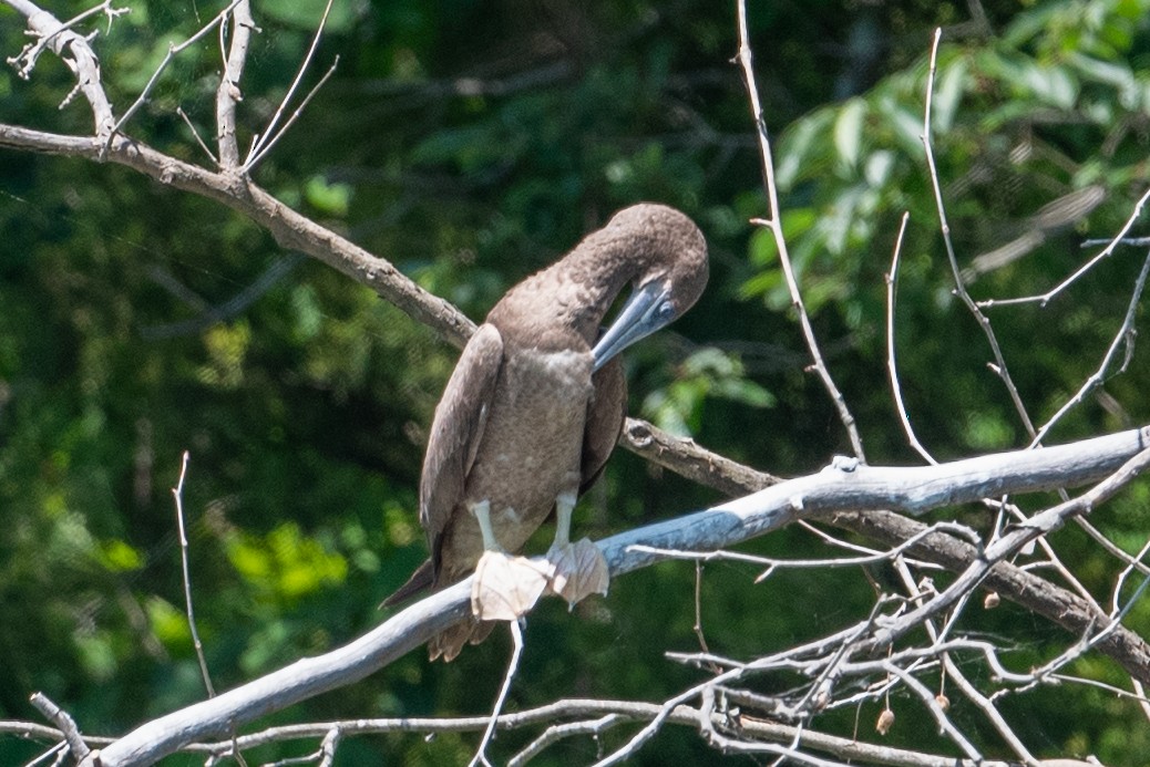 Brown Booby - ML620476848