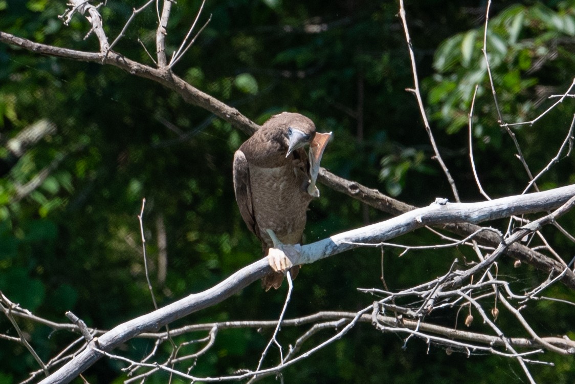 Brown Booby - ML620476856