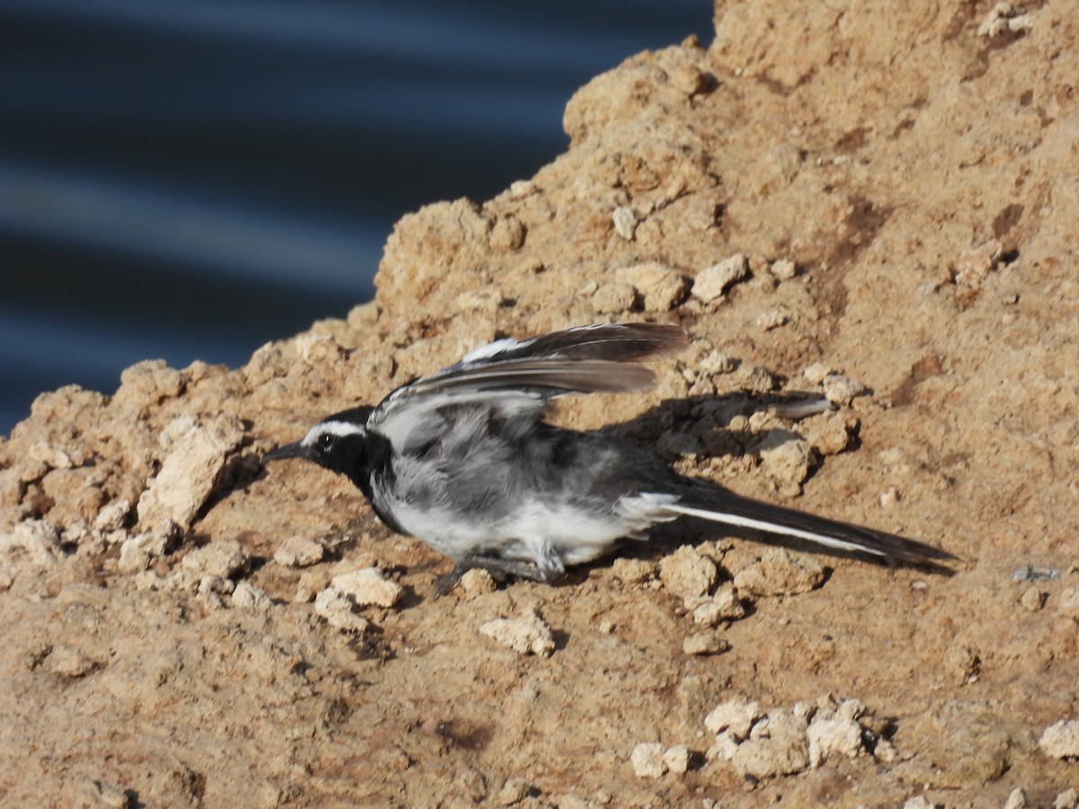 White-browed Wagtail - ML620476859