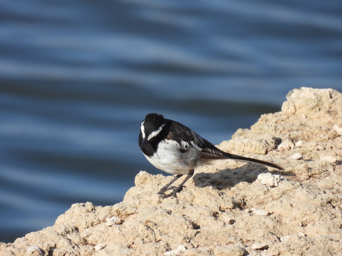 White-browed Wagtail - ML620476860