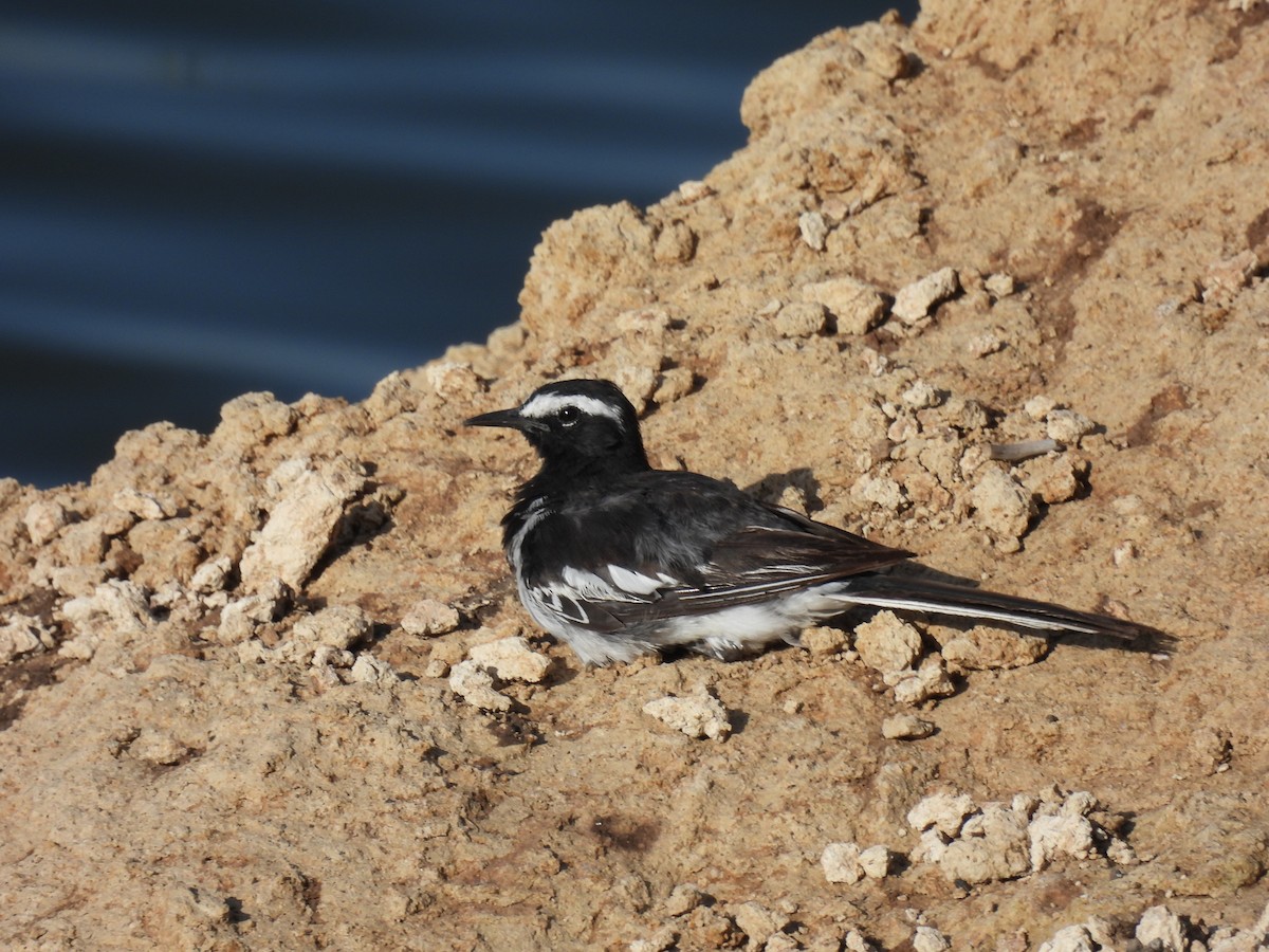 White-browed Wagtail - ML620476861