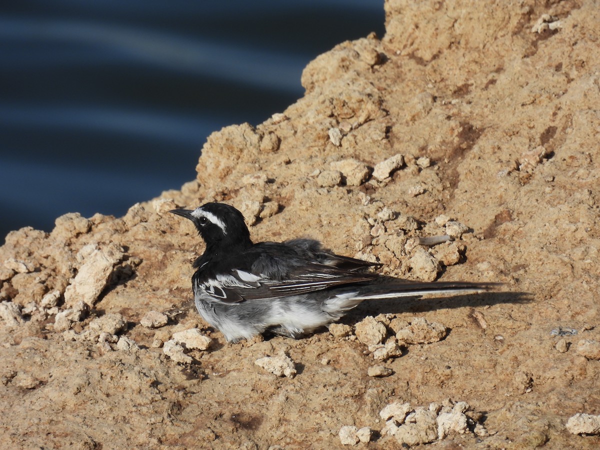 White-browed Wagtail - ML620476862