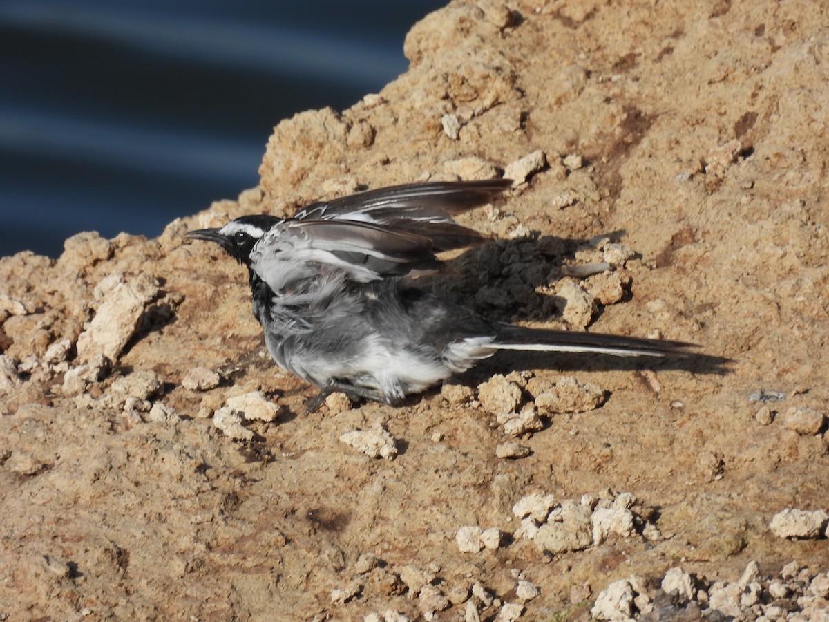 White-browed Wagtail - ML620476863